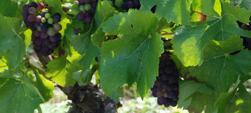 2 ore in giro per l’Italia… naturale.